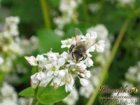 Пчела собирает нектар с гречихи