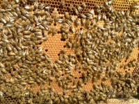 Рамка с пчелиной деткой (расплодом)