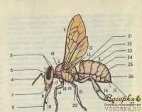 Анатомия  пчелы